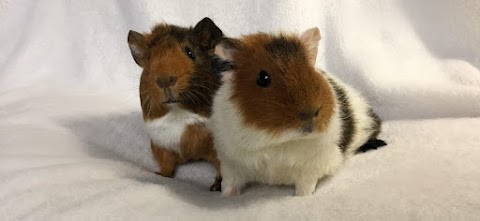 Marchwood Guinea Pig Boarding