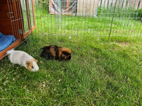 Bebington Boarding for Rabbits and Guinea Pigs