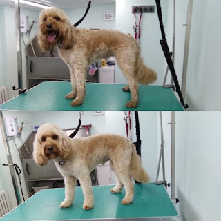 Comb&Collar Dog Grooming