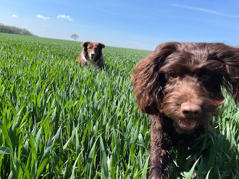 Wagnificent Walkies