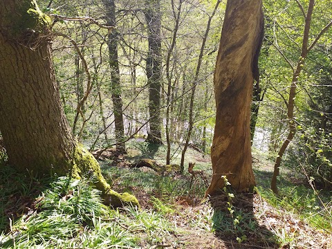 Beeslack Wood