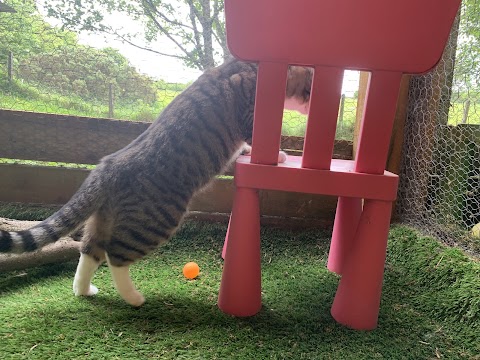 Cattery Cottage