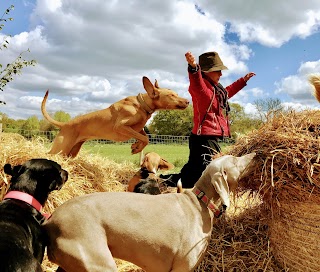 Pack Buddies Doggy Daycare Southampton