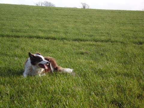 Tails On Trails Dog Walking