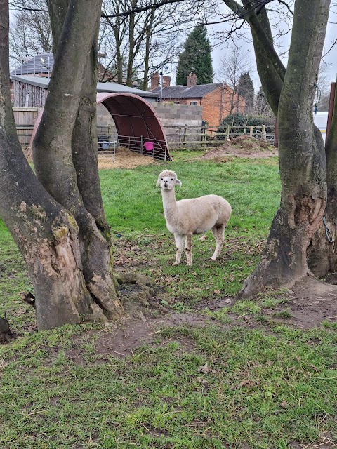 Hassall Alpacas Cheshire