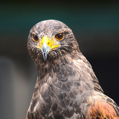 Dublin Falconry