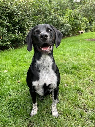 Rupert's Rambles Doggy Day Care