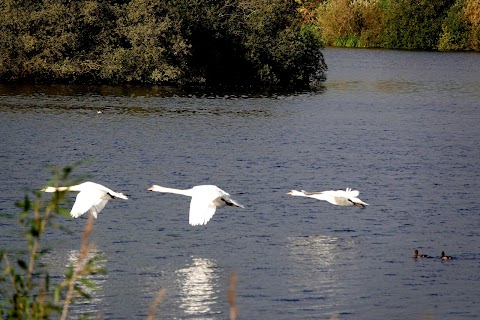 Attenborough Nature Reserve