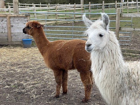 Burntwood Alpaca & Animal Experience