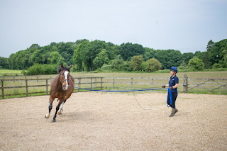 Animed Equine Veterinary Clinic