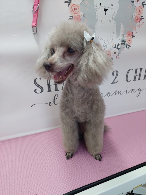 Shabby 2 Chic Dog Grooming Derby