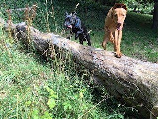 Muddy Paws And Waggy Tails