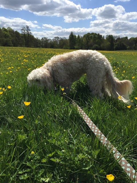 Walkies & Cuddles Mickleover Derby