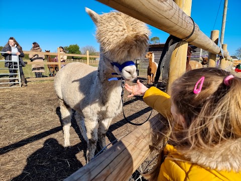 Burntwood Alpaca & Animal Experience