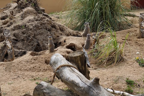 Askham Bryan Wildlife & Conservation Park