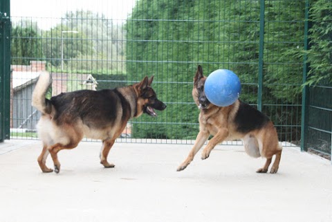 Highcroft Luxury Boarding Kennels and Cattery