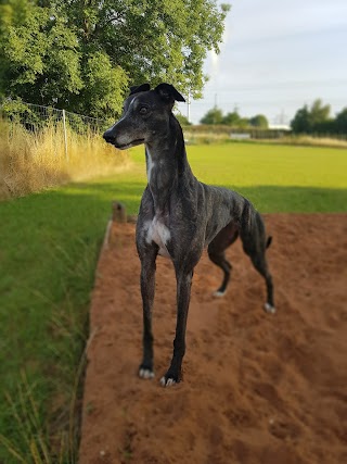 ferrybridge dog park