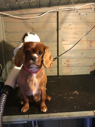 Boss Dog Grooming