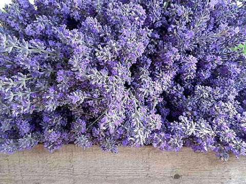 Лавандова та сезонна квіткова ферма “Heartsofblooms”