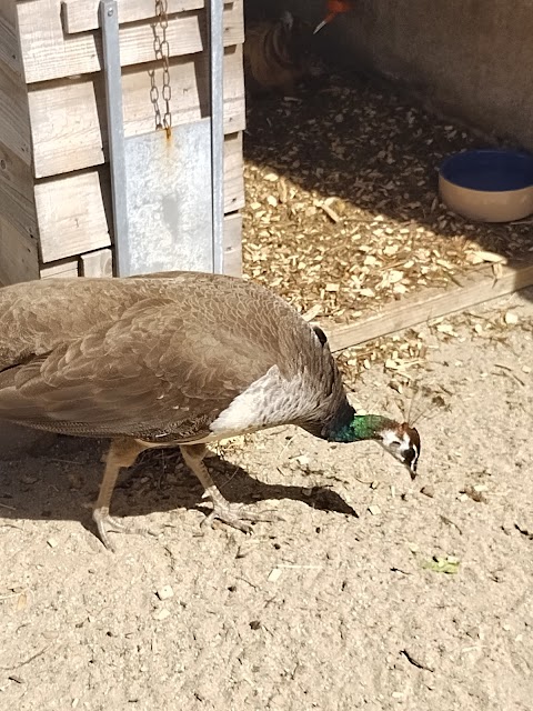 Axe Valley Wildlife Park