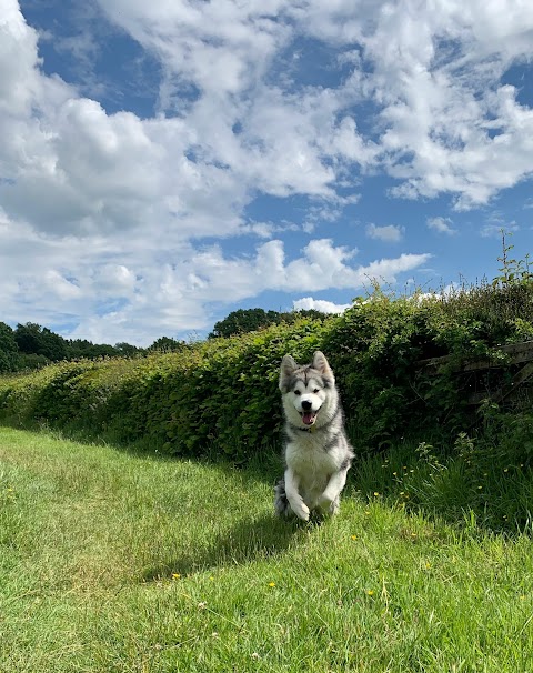 Orchard Kennels & Cattery