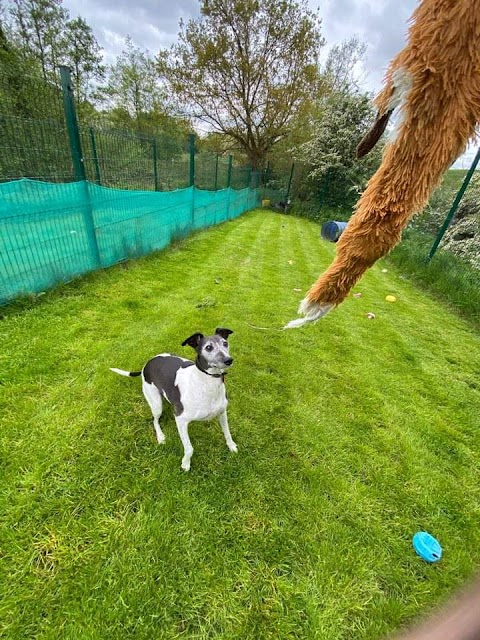 Daisy Brook Boarding Kennels