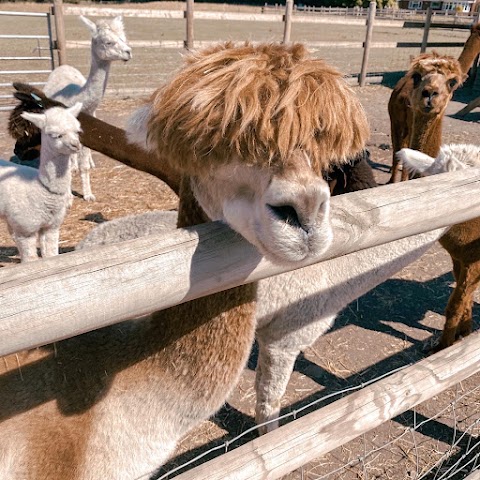 Burntwood Alpaca & Animal Experience