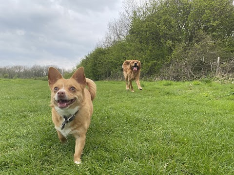 Sunny paws dog walking