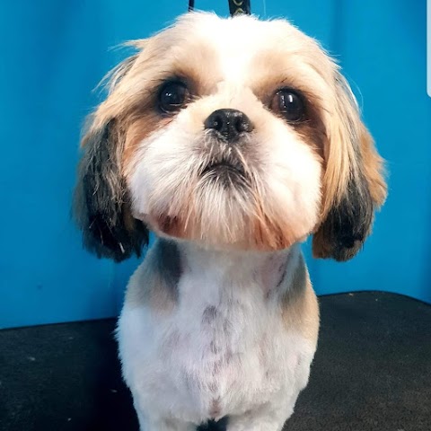 Manchester Dog Grooming