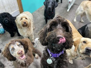 Paws at West Struther - Doggy Day Care