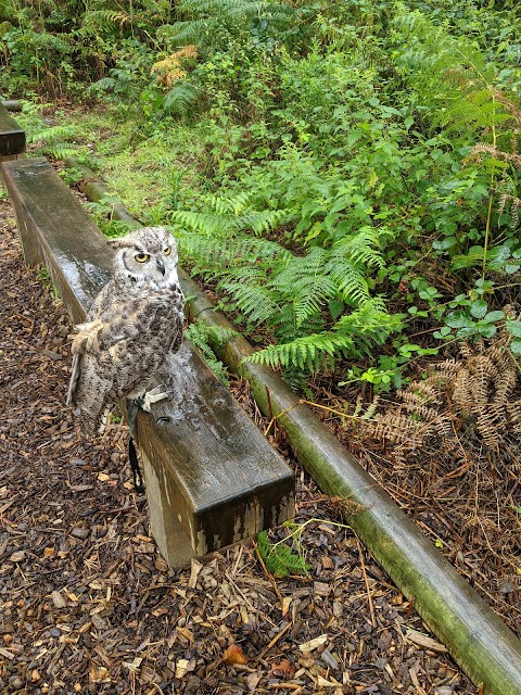 Falconry Centre