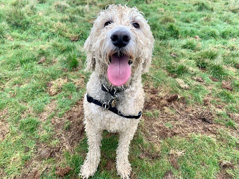 Poppy's Pals dog walking