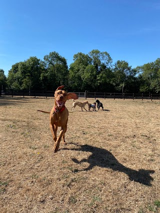 The Canine Retreat