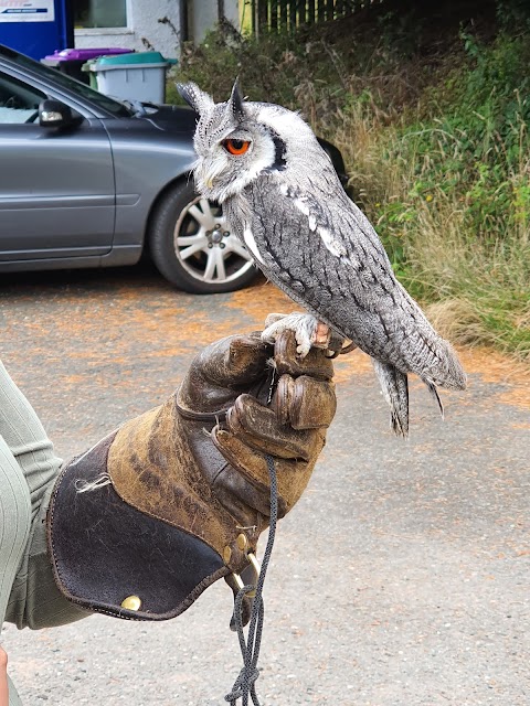 Strathblane Falconry