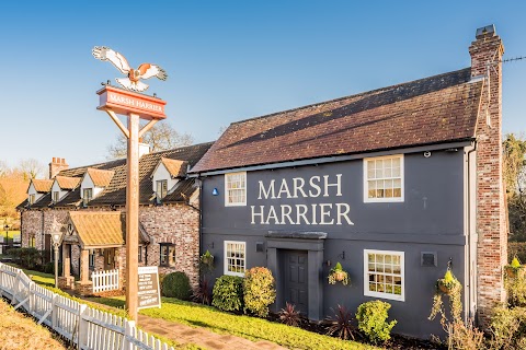 The Marsh Harrier