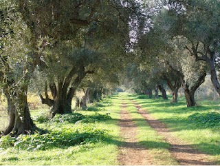 Olive Tree Counselling