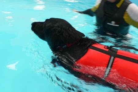 Hydrotherapy - Four Paws, The Wickham Canine Rehabilitation Centre