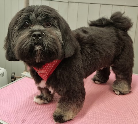 Poochie Parlour Dog Grooming Salon & Grooming School