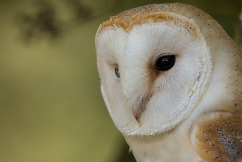 Liberty's Owl, Raptor & Reptile Centre