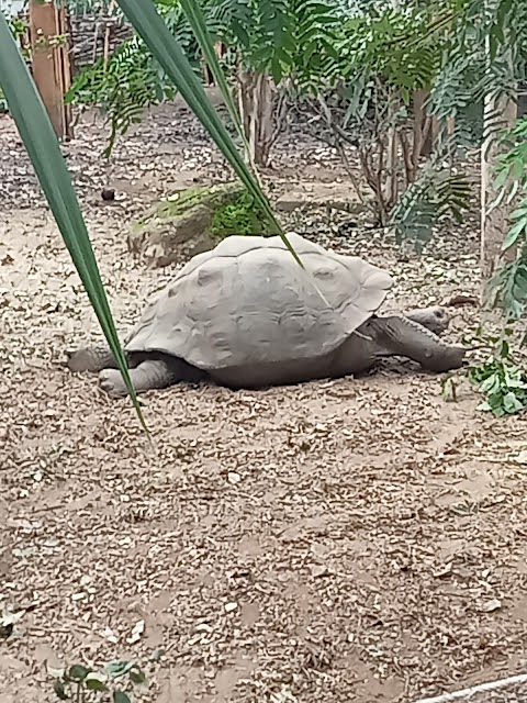 Galapagos Tortoises