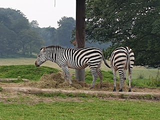 Knowsley Safari