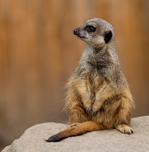 Edinburgh Zoo