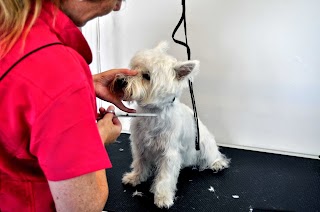 Plymstock Dog Groomers - Plymouth