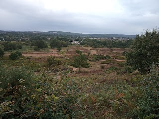 Hartlebury Common