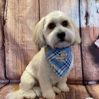 Sandbach Dog Grooming