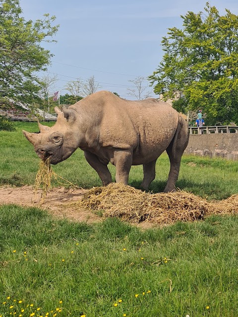 Chester Zoo Car Park 1