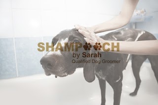 Shampooch By Sarah