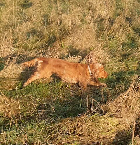 Waggy Tails Dog Walking Service