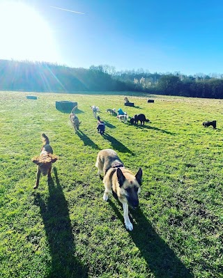 Shepherd and Bengal