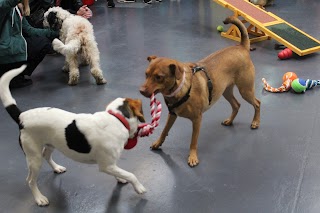 Stay N Play Doggy Daycare